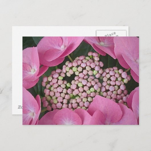 Carte postale Lacecap Hydrangea (Devant / Derrière)