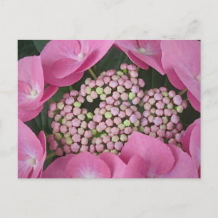Carte postale Lacecap Hydrangea