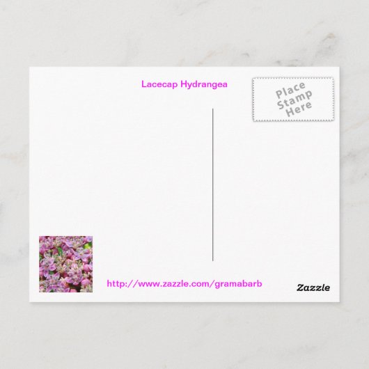 Carte postale Lacecap Hydrangea (Dos)