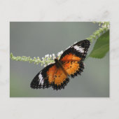 Carte Postale Lacewing de léopard (Devant)