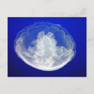 Carte postale Lacy Moon