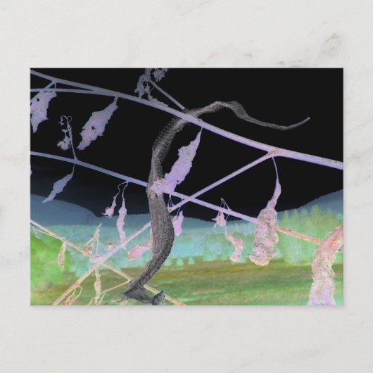 Carte Postale "L'adieu du serpent" Transformé Snakeskin (Devant)