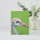 Carte Postale L'Ado de la grue de Sandhill (Debout devant)