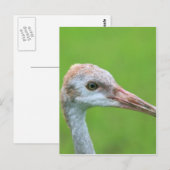 Carte Postale L'Ado de la grue de Sandhill (Devant / Derrière)