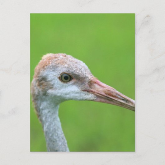 Carte Postale L'Ado de la grue de Sandhill (Devant)