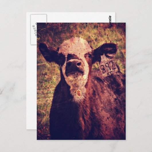 Carte Postale L'adorable Calf (Devant / Derrière)