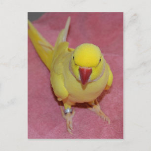 Carte Postale L'adorable perruque indienne de Lutino Ringneck su