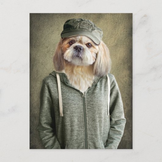 Carte Postale L'adorable Shih Tzu portant un Casquette et un Swe (Devant)