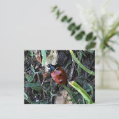 Carte Postale Lady Bug (Debout devant)