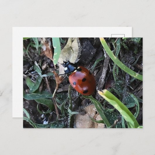Carte Postale Lady Bug (Devant / Derrière)