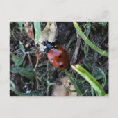 Carte Postale Lady Bug (Devant)