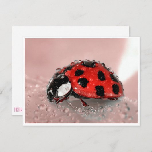 Carte Postale Lady Bug (Devant / Derrière)