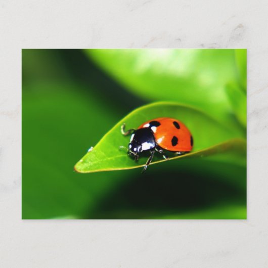 Carte Postale Lady Bug on A Leaf (Devant)
