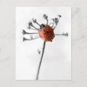 Carte Postale Lady Bug sur Dill Flower avec Dew (Devant)