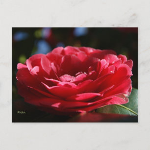 Carte Postale Lady Camellia