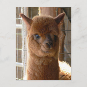 Carte postale Lady Jackie