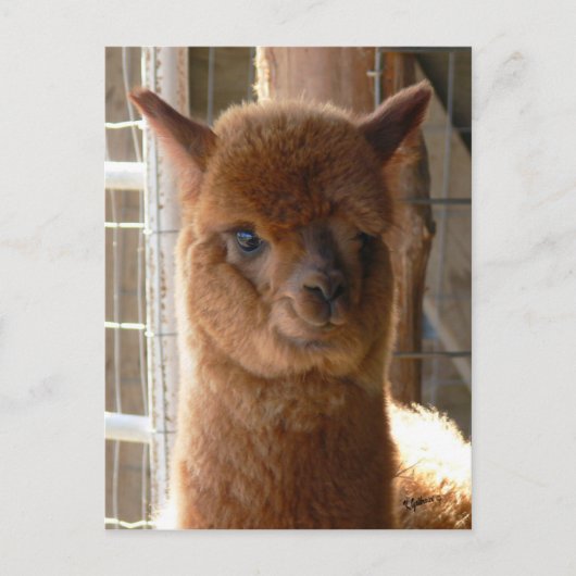 Carte postale Lady Jackie (Devant)