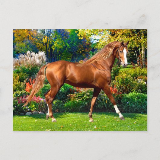 Carte Postale "Lady Jane" (Devant)