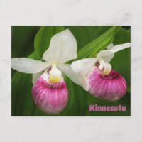 Carte postale Lady Slipper