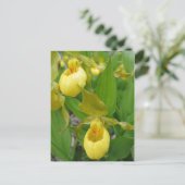 Carte Postale Lady Slipper (Debout devant)