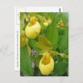 Carte Postale Lady Slipper (Devant / Derrière)