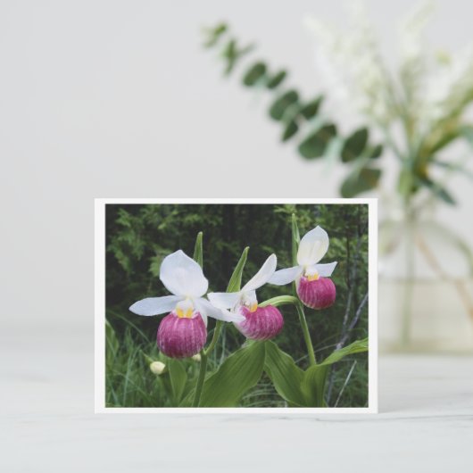 Carte Postale Lady Slipper Orchid (Debout devant)