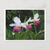 Carte Postale Lady Slipper Orchid (Devant)