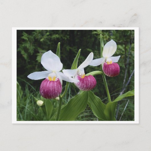 Carte Postale Lady Slipper Orchid (Devant)