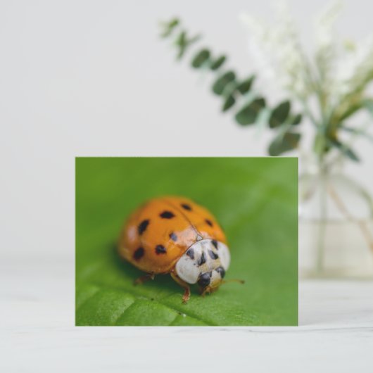 Carte Postale Ladybird (Debout devant)