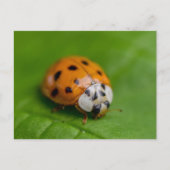 Carte Postale Ladybird (Devant)
