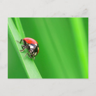Carte Postale Ladybird