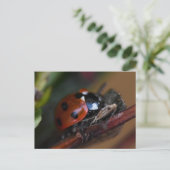 Carte Postale Ladybird (Debout devant)