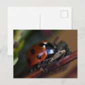Carte Postale Ladybird (Devant / Derrière)
