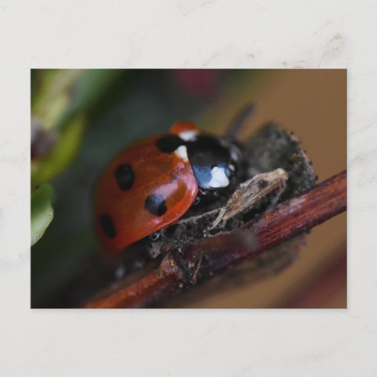 Carte Postale Ladybird (Devant)