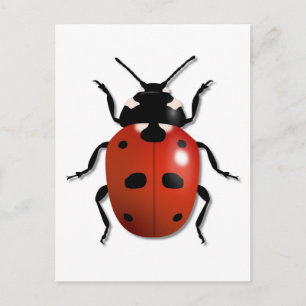 Carte Postale Ladybird