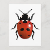 Carte Postale Ladybird (Devant)
