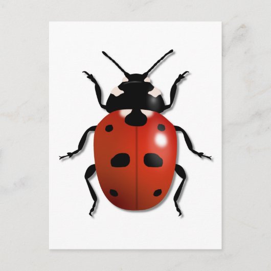 Carte Postale Ladybird (Devant)