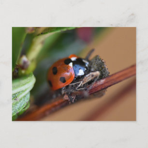 Carte Postale Ladybird