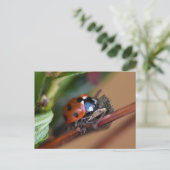 Carte Postale Ladybird (Debout devant)