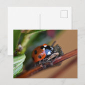 Carte Postale Ladybird (Devant / Derrière)
