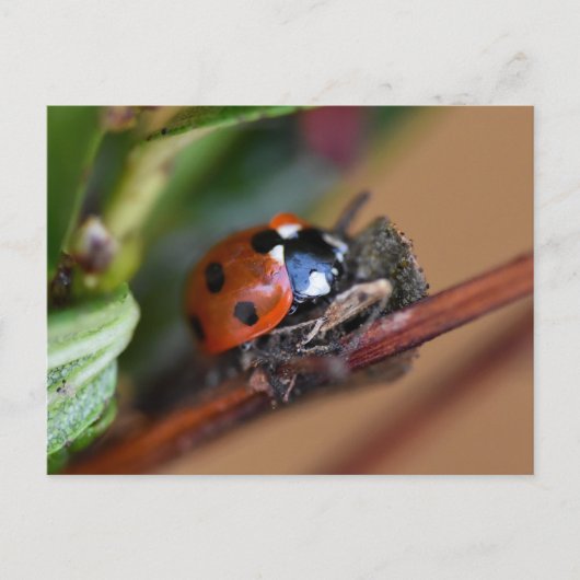 Carte Postale Ladybird (Devant)