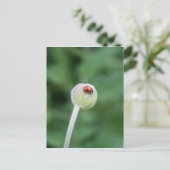 Carte postale Ladybird (Debout devant)
