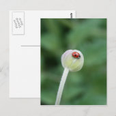 Carte postale Ladybird (Devant / Derrière)