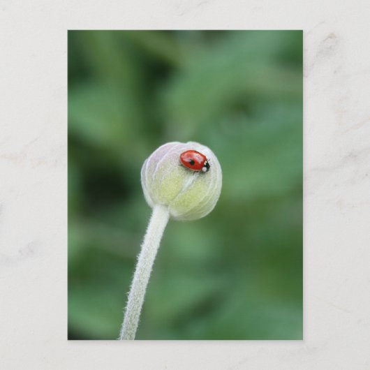 Carte postale Ladybird (Devant)