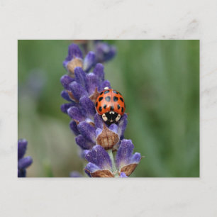 Carte Postale Ladybird aime la lavande