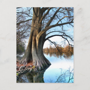 Carte Postale Ladybird Lake Cypress 2 à Austin Texas