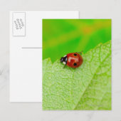 Carte Postale Ladybird marche à travers une feuille (Devant / Derrière)