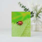 Carte Postale Ladybird marche à travers une feuille (Debout devant)