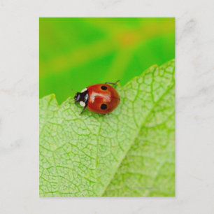 Carte Postale Ladybird marche à travers une feuille