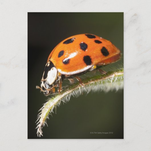Carte Postale Ladybird sur la feuille, Ladybug sur la feuille (Devant)